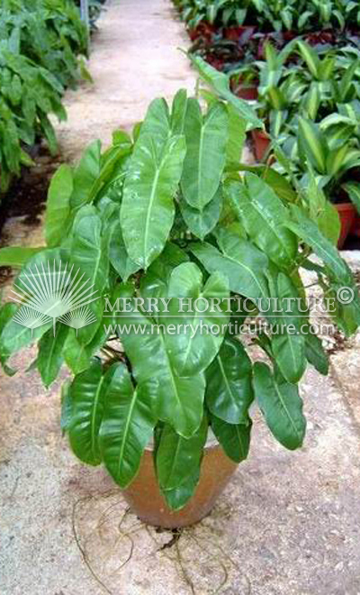 Philodendron burle mark1